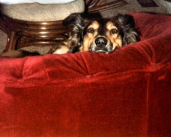 pip-on-the-red-couch-photoshopped