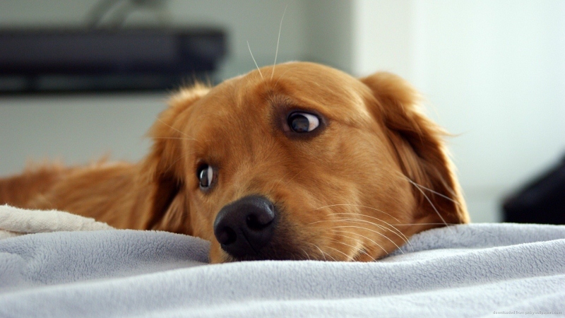 cute-golden-retriever (800x450)