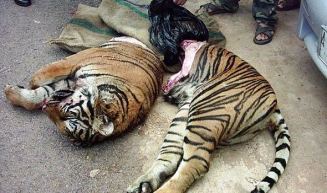 Poached Tiger