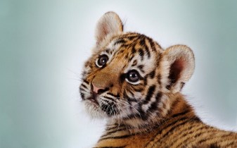 Tiger Cub